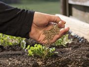 Organic Farming for Sustainable Agricultural Production