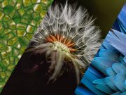 Learning Innovation from Nature: Introduction to Biomimicry - Batch 3