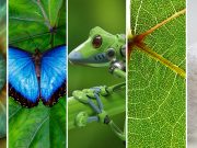 Learning Innovation from Nature: Introduction to Biomimicry - Batch 4