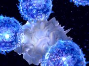 Exploring Cell Membranes and Proteins: From Bread Models to SDS-PAGE