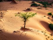 Climate Resilient Plants for Future (CRPF) Batch-2